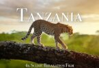VIDEO: Tanzania & Serengeti 4K - Scenic Wildlife Film With African Music.