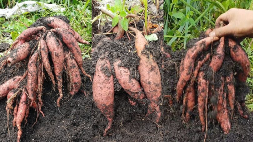 VIDEO How To Grow/Plant Sweet Potatoes In Sacks