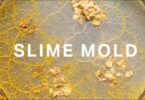 VIDEO Are You Smarter Than A Slime Mold?