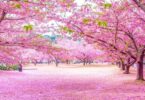 When is cherry blossoms in Japan?