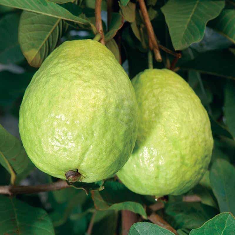 How To Eat Guava And Its Benefits