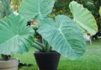 When to Plant Elephant ears?