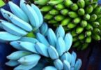 Is blue banana healthful?